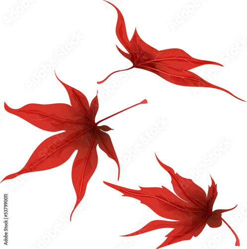 Vászonkép set of leaves of Japanese red maple leaves on a white background