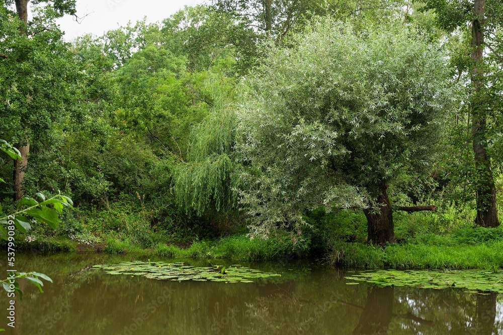 Lake with water lilies and willows in summer. Slaniska. Studenka. Northeast Moravia. Lake with water lilies and willows in summer. Slaniska. Studenka. Northeast Moravia.