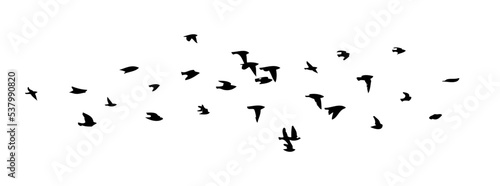 Leinwand Poster A flock of flying birds. Free birds. Vector illustration