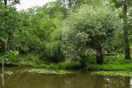  Lake with water lilies and willows in summer. Slaniska. Studenka. Northeast Moravia. 