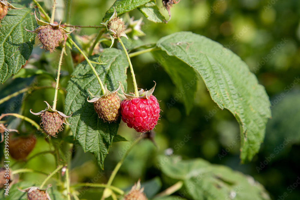 Ripe and unripe raspberry in the fruit garden. Growing natural bush of raspberry. Branch of raspberry in sunlight.. Ripe and unripe raspberry in the fruit garden. Growing natural bush of raspberry. Branch of raspberry in sunlight..