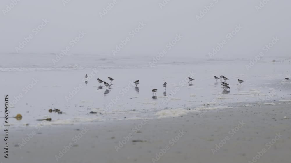 A group of Sandpipers at the shoreline. A group of Sandpipers at the shoreline.