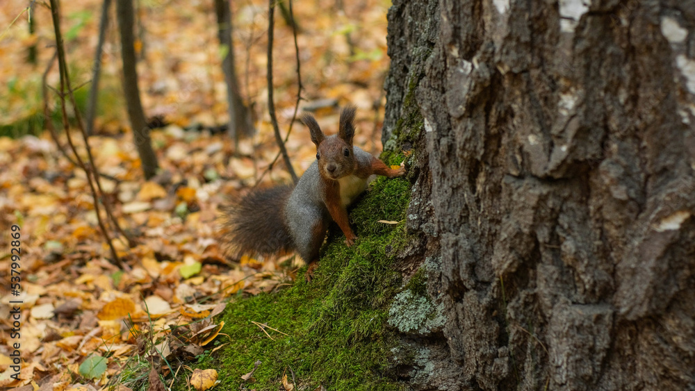 Funny squirrel stands near a tree trunk in the autumn forest and looks into the camera