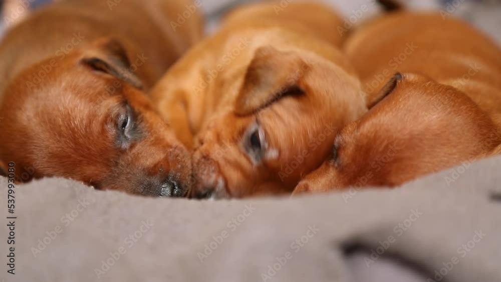 Three cute puppies lying on the couch in warmth and comfort. Three cute puppies lying on the couch in warmth and comfort.