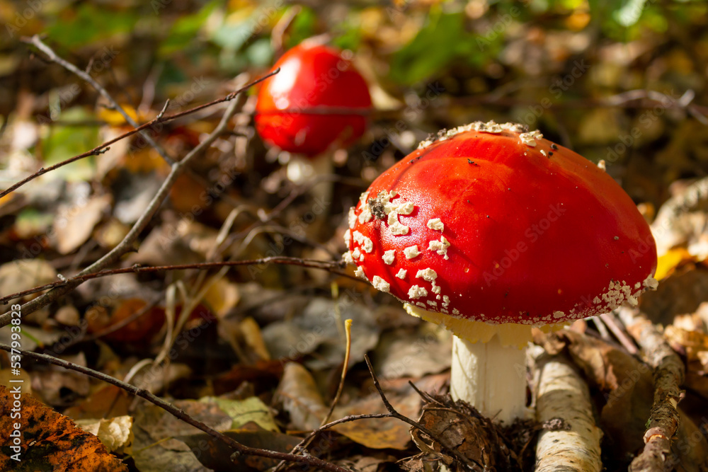 Amanita muscaria mushroom in autumn forest, natural bright sunny background. Fly agaric, wild poisonous red mushroom in yellow-orange fallen leaves.