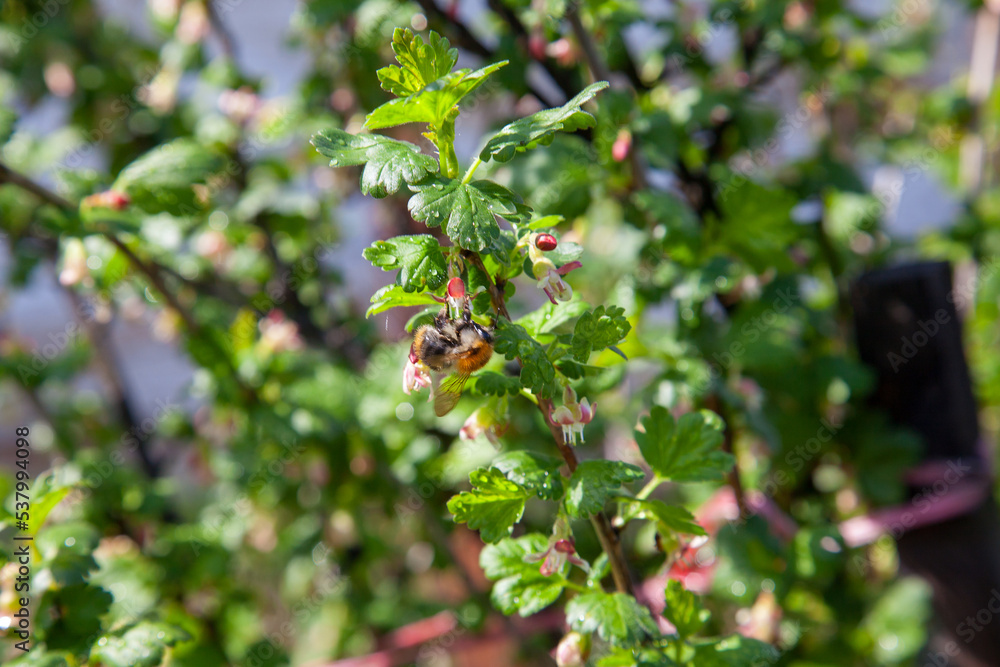 Bumblebee on gooseberry bush flower collecting pollen and nectar.. Bumblebee on gooseberry bush flower collecting pollen and nectar..