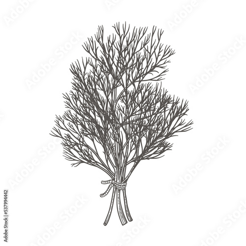 Dill branch on a light background isolated. Spicy herb for cooking. The concept of organic food. Hand-drawn vector illustration.