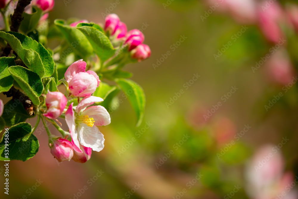 Spring blooming sakura trees. Pink flowers Sakura Spring landscape with blooming pink tree. Beautiful sakura garden on a sunny day.Beautiful concept of romance and love with delicate flowers. Spring blooming sakura trees. Pink flowers Sakura Spring landscape with blooming pink tree. Beautiful sakura garden on a sunny day.Beautiful concept of romance and love with delicate flowers.