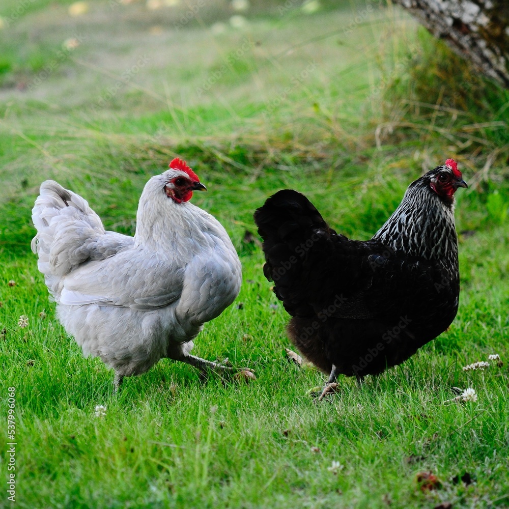 Fototapeta premium Hedemora