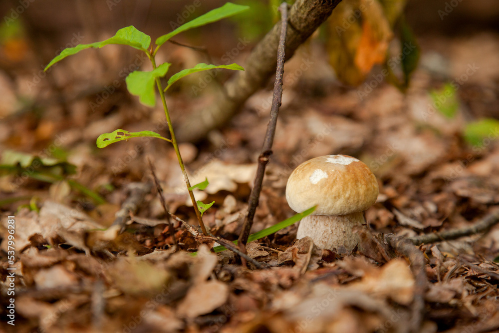 Single Boletus mushroom in the wild. Porcini mushroom grows on the forest floor at autumn season.. Single Boletus mushroom in the wild. Porcini mushroom grows on the forest floor at autumn season..