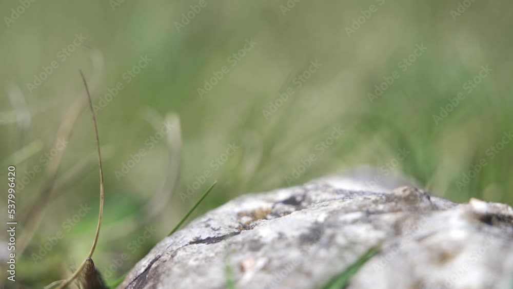 Male of European green lizard Lacerta viridis in the garden under bright sun with green background is running away. High quality 4k footage Male of European green lizard Lacerta viridis in the garden under bright sun with green background is running away. High quality 4k footage