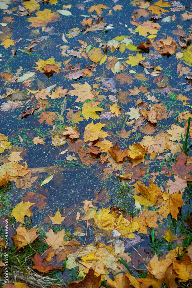Lakeside strewn with fallen leaves. Concept of golden fall. Lakeside strewn with fallen leaves. Concept of golden fall.