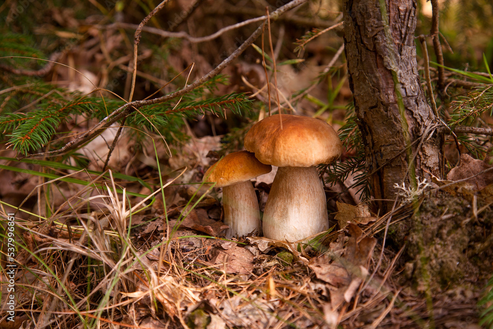 Two porcini mushrooms growing in pine tree forest at autumn season.. Two porcini mushrooms growing in pine tree forest at autumn season..