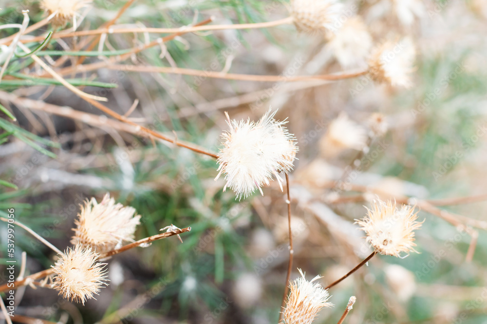 Dry thistle stalks on a dried grass background