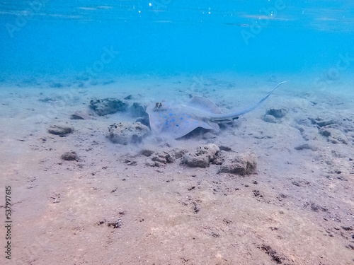 Blue spotted Stingray (Taeniura Lymma) on sand at coral reef..
