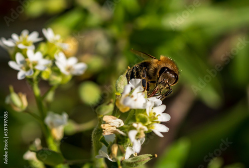 Eine Biene sucht Nektar in den weißen Blüten einer Blume