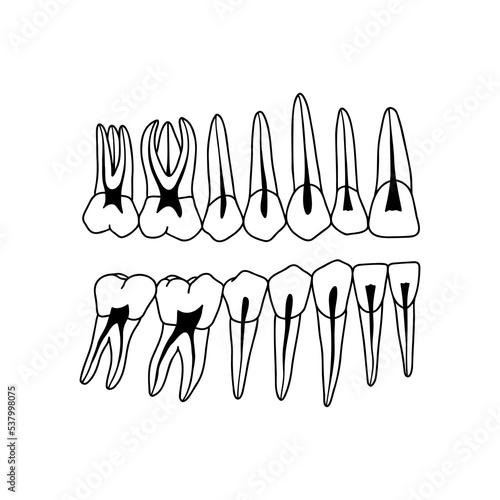 Cross-section of human teeth showing nerves. Outline, anatomical, hand drawn illustration on white background. Vector Stock.