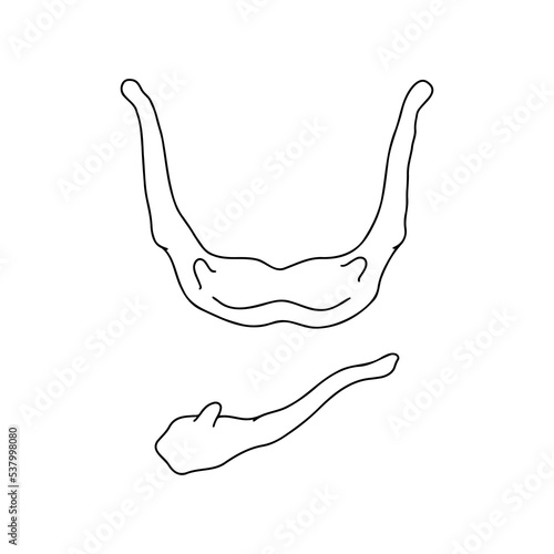 Human sublingual bone. Top and side view. Human mental protuberance.