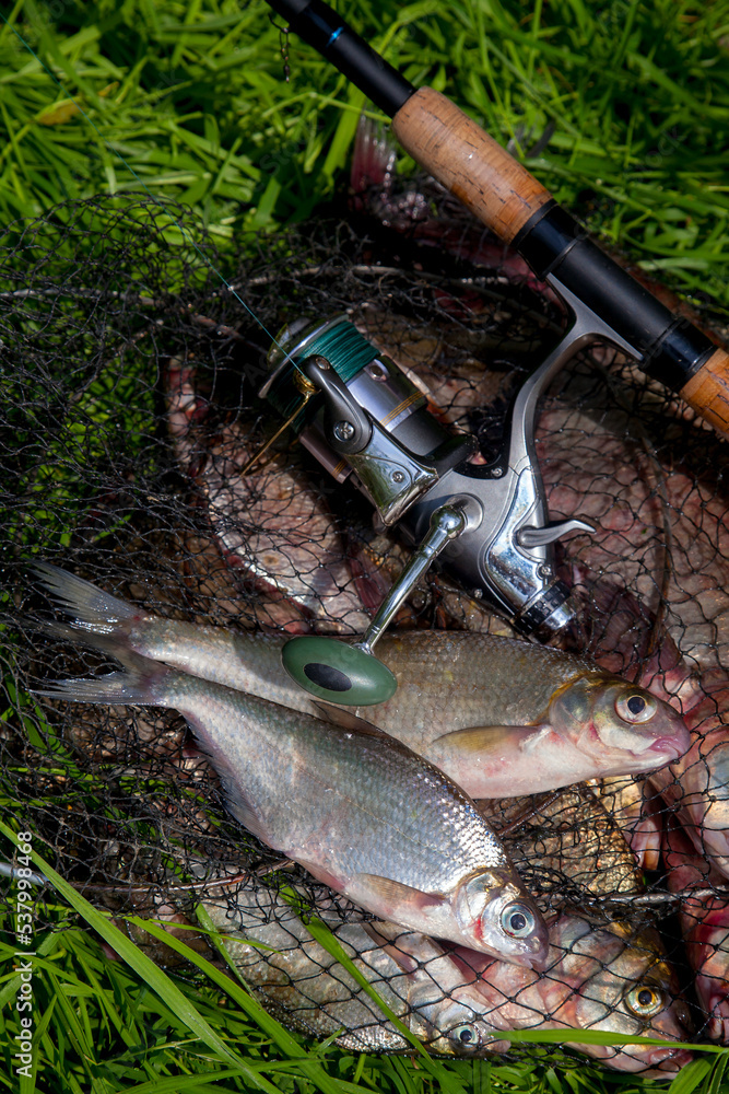 Two freshwater white bream or silver bream on keepnet with bronze breams or carp breams on green grass and fishing rod with reel on natural background.. Two freshwater white bream or silver bream on keepnet with bronze breams or carp breams on green grass and fishing rod with reel on natural background..