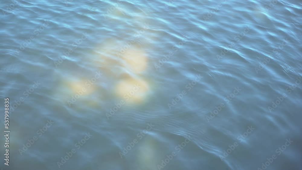 Small turtle poking their head in and out of lake and staring at camera on a sunny day Small turtle poking their head in and out of lake and staring at camera on a sunny day