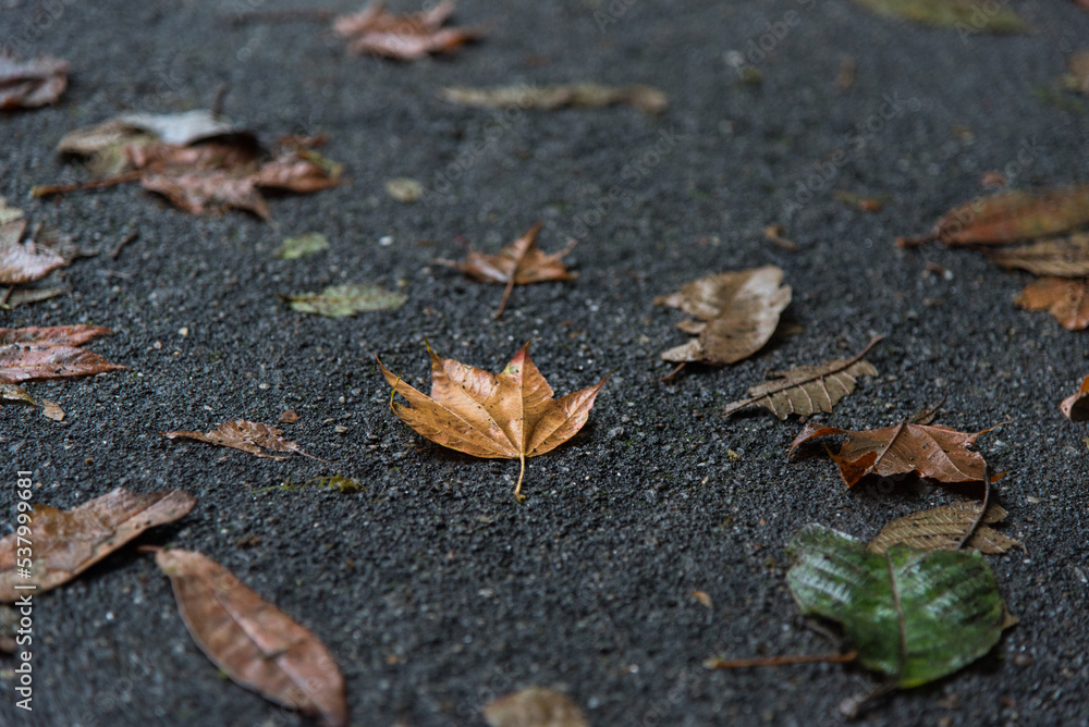 Fallen autumn leaves on the ground. Close up, selective focus. Fallen autumn leaves on the ground. Close up, selective focus.
