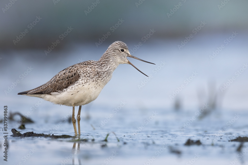 Shorebird Greenshank Tringa nebularia bird with long beak, standing in the mud, blurred background, migratory bird, summer in Poland, Europe Shorebird Greenshank Tringa nebularia bird with long beak, standing in the mud, blurred background, migratory bird, summer in Poland, Europe