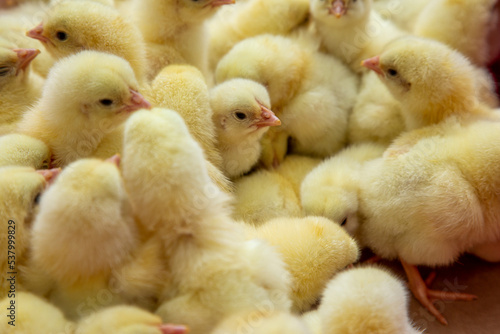 Φωτογραφία young yellow chicks in industrial breeding farm