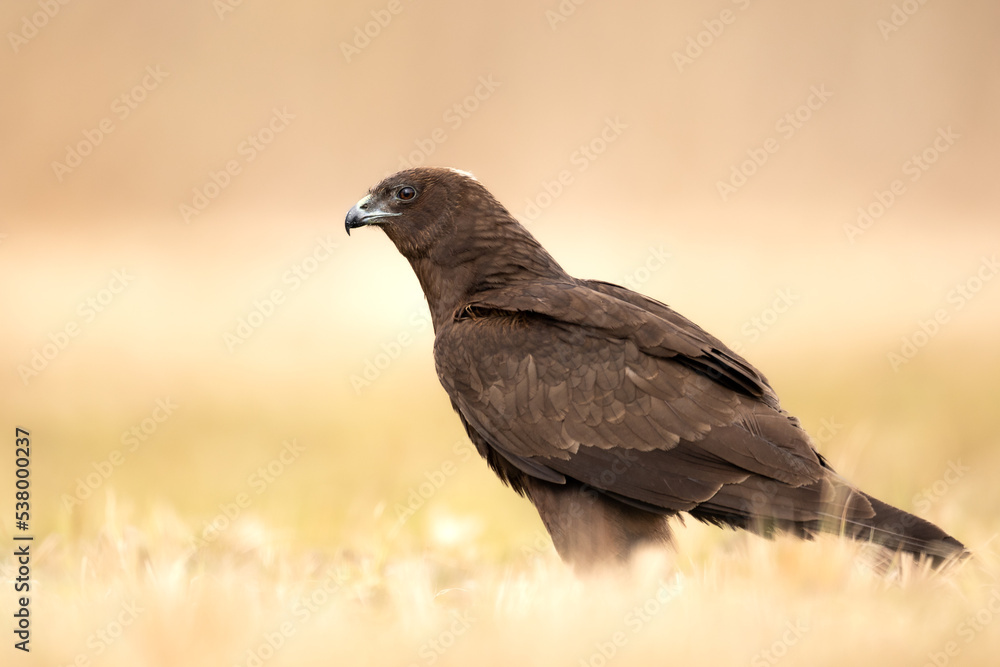 Fototapeta premium Birds of prey Marsh harrier Circus aeruginosus, hunting time Poland Europe