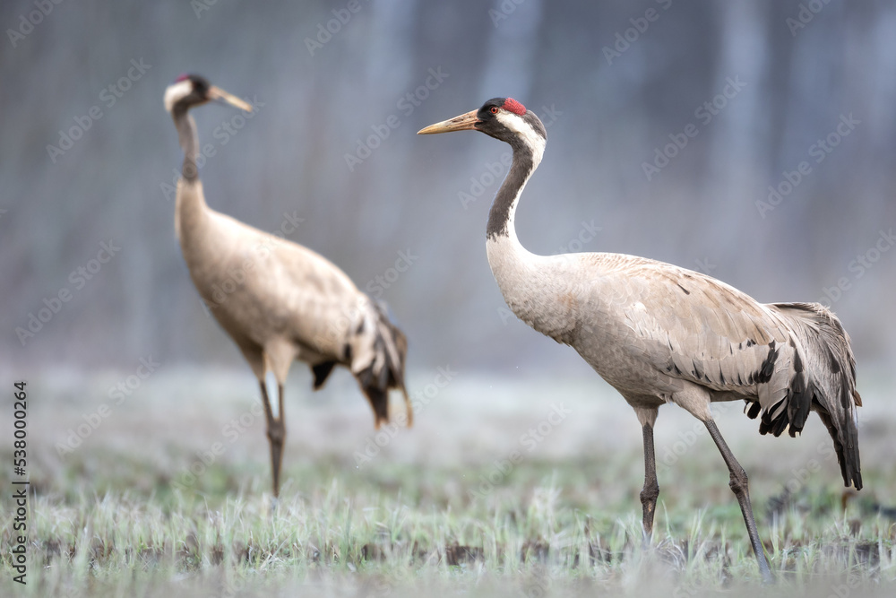 Obraz premium Wild common crane, grus grus, walking on hay field in spring nature. Large feathered bird landing on meadow from side view. Animal wildlife in wilderness