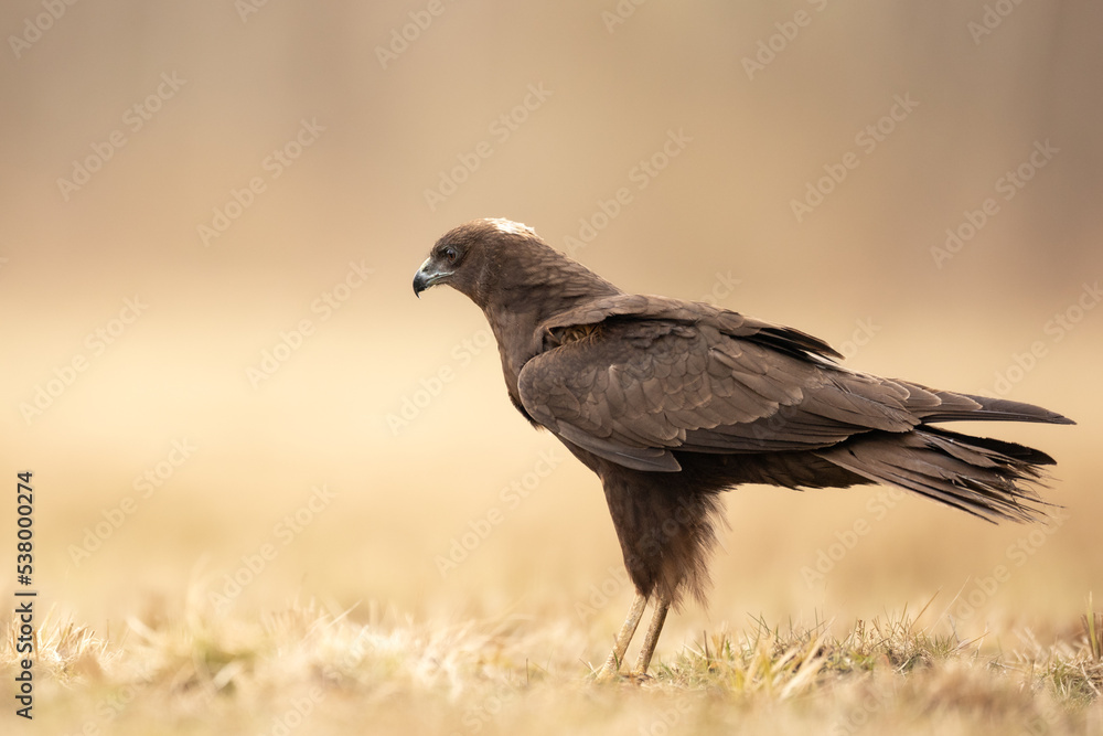 Fototapeta premium Birds of prey Marsh harrier Circus aeruginosus, hunting time Poland Europe
