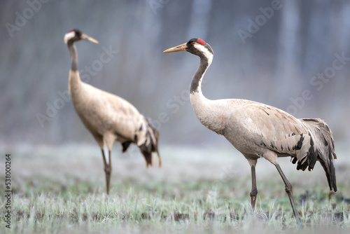 Wild common crane, grus grus, walking on hay field in spring nature. Large feathered bird landing on meadow from side view. Animal wildlife in wilderness