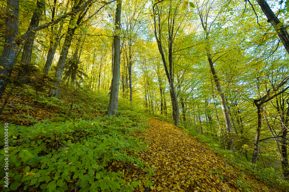 Naklejka premium Landscape of autumn forest on a sunny day