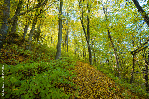 Fototapeta Naklejka Na Ścianę i Meble -  Landscape of autumn forest on a sunny day