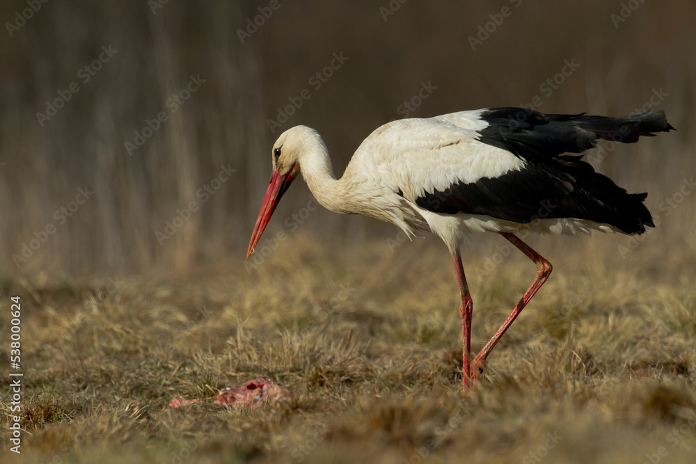 white stork Ciconia ciconia walking among green meadow Poland Europe
