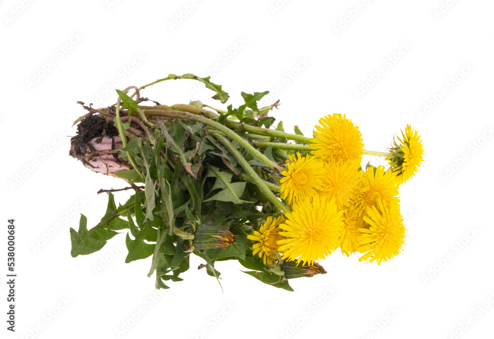 Fototapeta premium Dandelions isolated