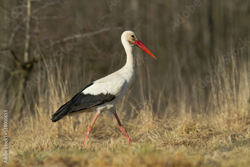 white stork Ciconia ciconia walking among green meadow Poland Europe