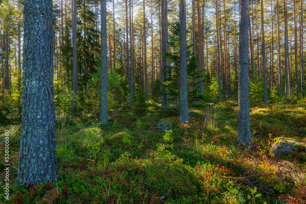 Obraz premium Pine tree forest landscape. Forest therapyand stress relief.