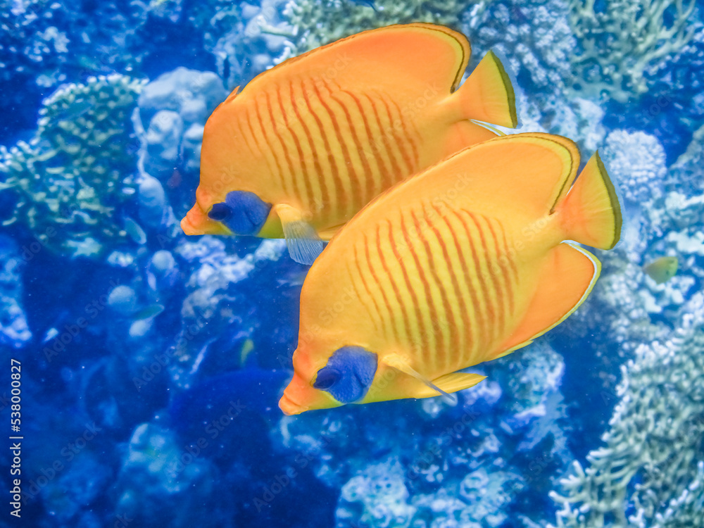 two mask butterfly fish close to each other in blue water two mask butterfly fish close to each other in blue water