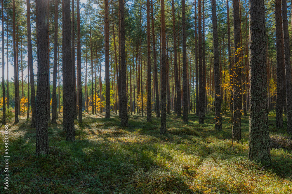 Pine tree forest landscape. Forest therapy and stress relief. Pine tree forest landscape. Forest therapy and stress relief.