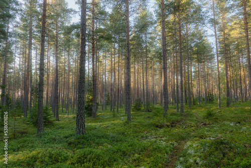 Pine tree forest landscape. Forest therapyand stress relief. © Conny Sjostrom