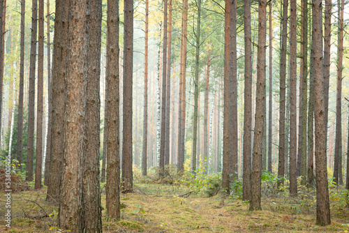 Misty autumn forest. autumn in misty forest. Morning fog in autumn forest Poland Europe  Knyszyn Primeval Forest  birch trees  spruce trees  pine trees