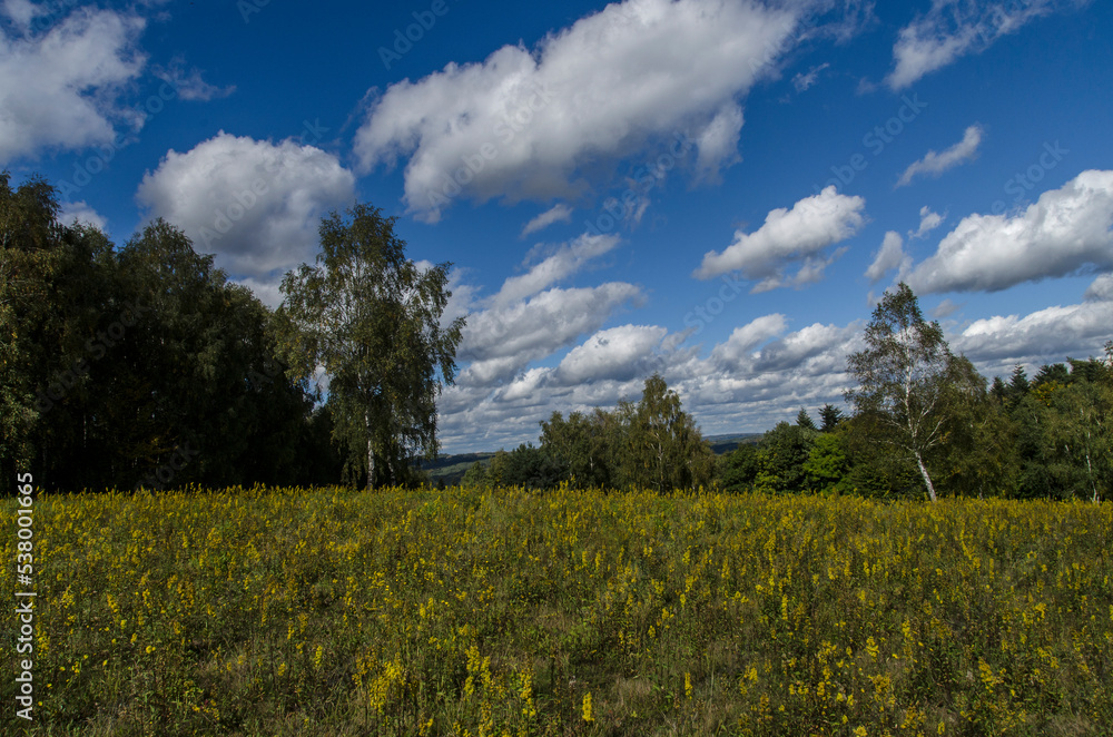 Panorama  pola i łąki 