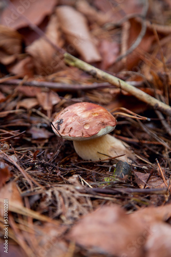 Imleria badia or Boletus badius commonly known as the bay bolete growing in pine tree forest..