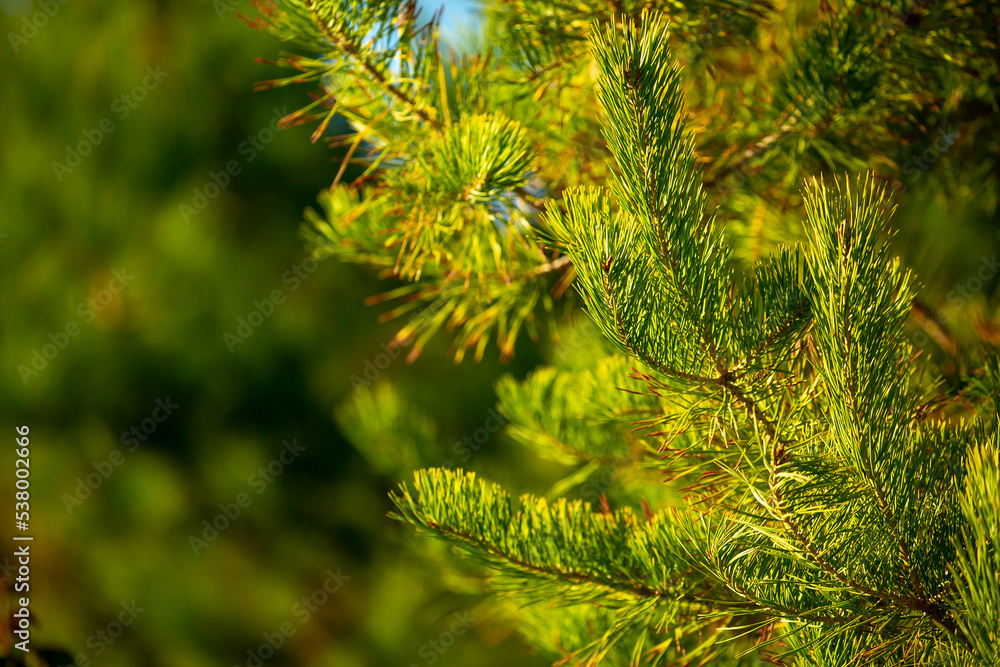 Fir branches close-up. Coniferous trees in the forest. Winter Christmas background. Christmas background, beautiful nature Fir branches close-up. Coniferous trees in the forest. Winter Christmas background. Christmas background, beautiful nature