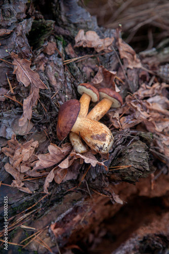 Pile of wild edible bay bolete known as imleria badia or boletus badius mushroom on old hemp in pine tree forest..