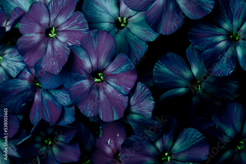 Vintage background from dark purple flowers. © Светлана Лазаренко