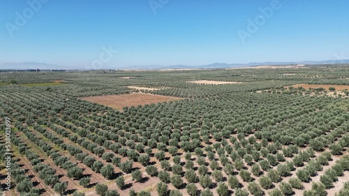Olive trees in Olive Garden, drone view. Saruhanlı, Manisa, Turkey.
