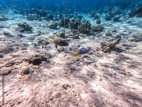 Close up view of Hipposcarus longiceps or Longnose Parrotfish (Hipposcarus Harid) at coral reef.. photo