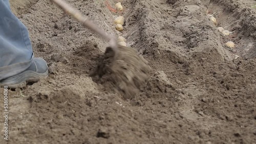 Wallpaper Mural Filling a furrow with potatoes with earth during planting potatoes. Agriculture Torontodigital.ca