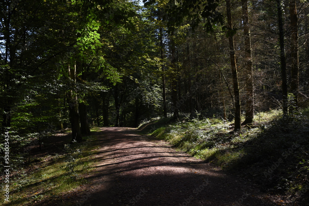Fototapeta premium a walk through the forest of dean at the start of autumn